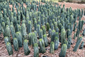 Blue Candle Cactus Seeds 25 Pack | Myrtillocactus geometrizans Grafting Rootstock | Columnar, Blue-Green, Drought Tolerant