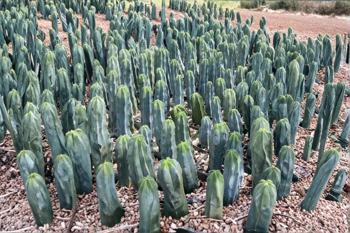 Blue Candle Cactus Seeds 25 Pack | Myrtillocactus geometrizans Grafting Rootstock | Columnar, Blue-Green, Drought Tolerant