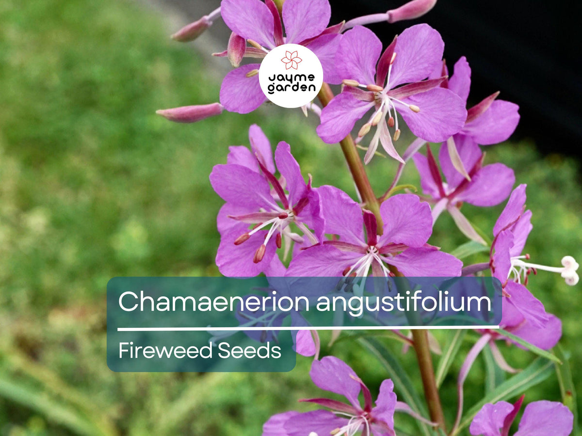 500 Fireweed Seeds | Chamaenerion Angustifolium | Magenta Blooms | Pollinator Attracting Perennial Seed Pack