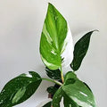 Philodendron White Princess Starter Plant - Variegated Aroid with White and Pink Foliage - 5-8 Inches Tall - Rare Tropical Houseplant