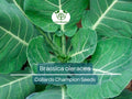 Collards Champion Seeds – Heirloom Brassica oleracea for Gardening, Cooking & Nutritious Greens