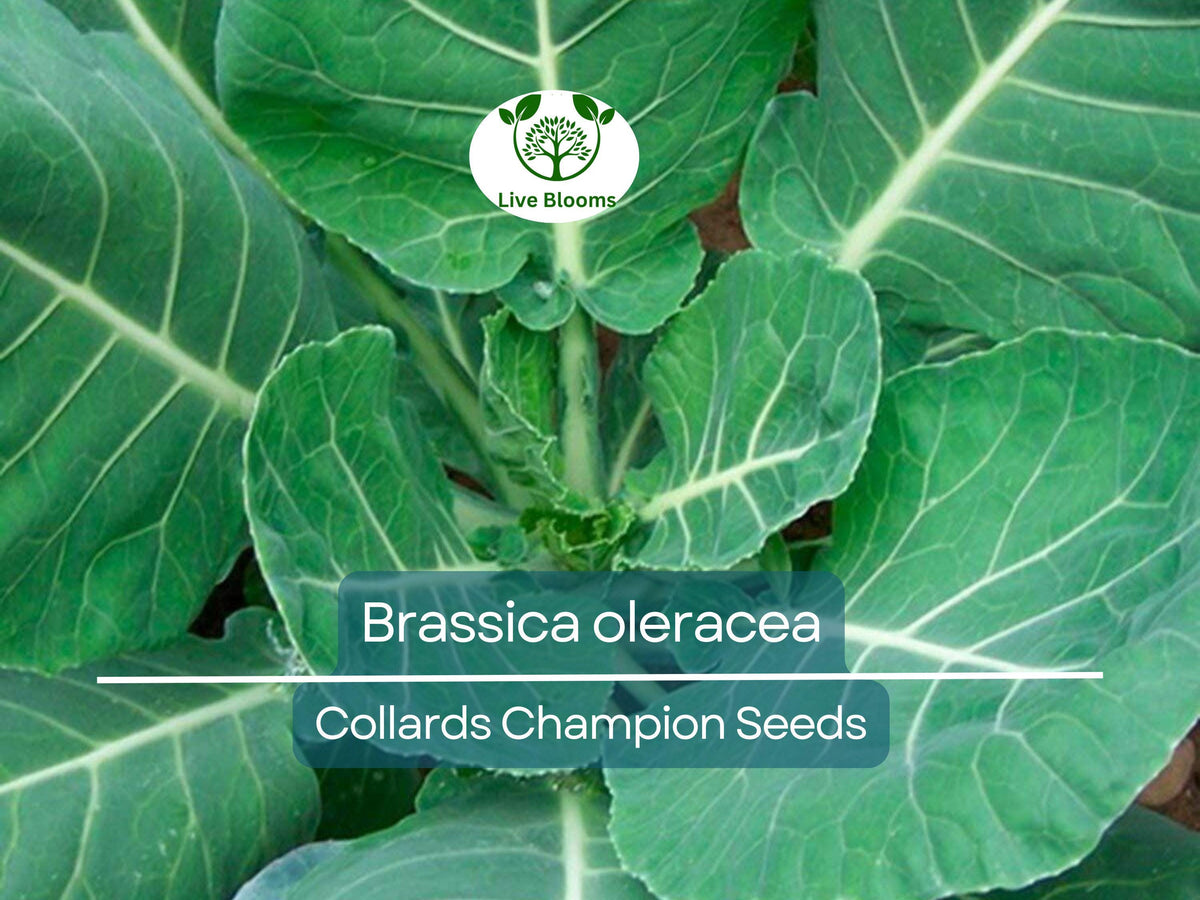 Collards Champion Seeds – Heirloom Brassica oleracea for Gardening, Cooking & Nutritious Greens