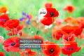3000 Red Corn Poppy Seeds – Papaver Rhoeas Bright Red Blooms, Self-Sowing, Full Sun, Cold-Tolerant Annual Flower Seeds