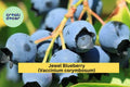 Jewel Blueberry Bush – 4–6 Inch Live Southern Highbush Vaccinium corymbosum ‘Jewel’ Fruit Shrub