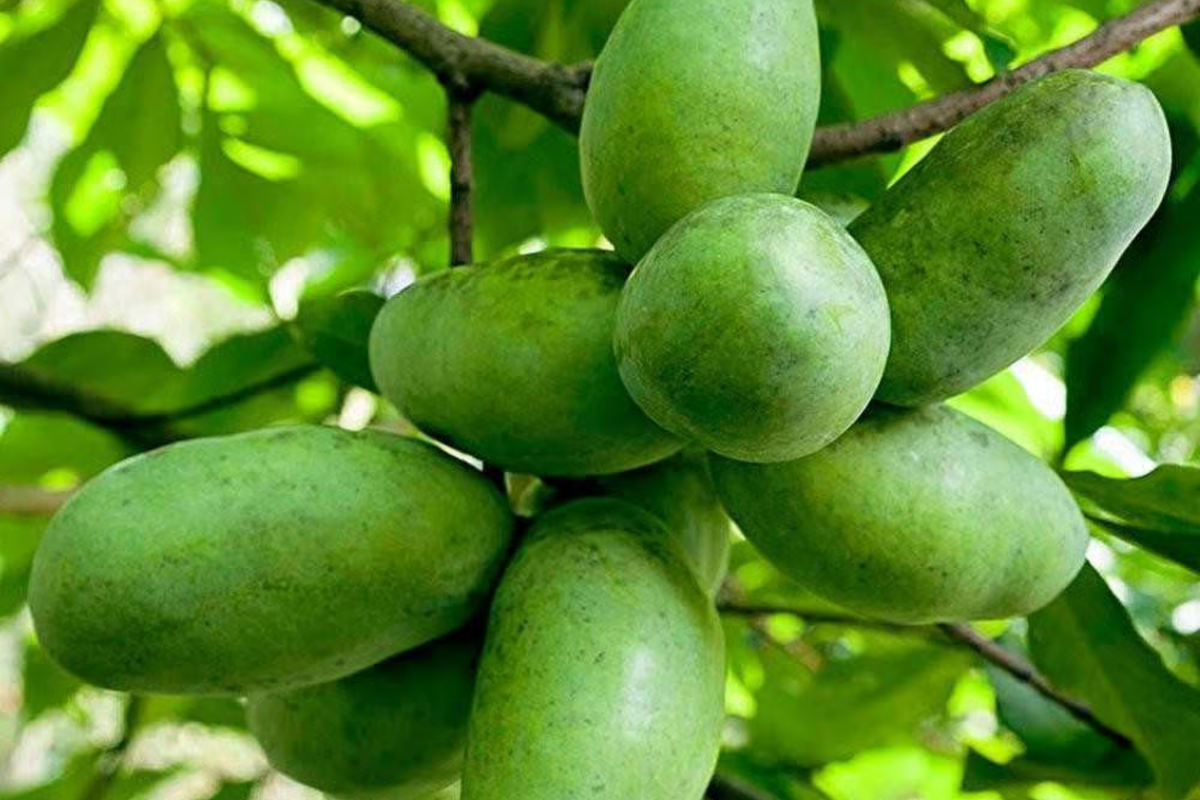 Live Pawpaw Tree 1-2 Ft Tall | Edible Fruit Tree | Cold Hardy Deciduous | Asimina triloba for Home Gardens