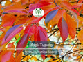 10 'Wildfire' Black Tupelo Tree Seeds Nyssa sylvatica Edible Fruits Fall Colors Hardy Landscaping