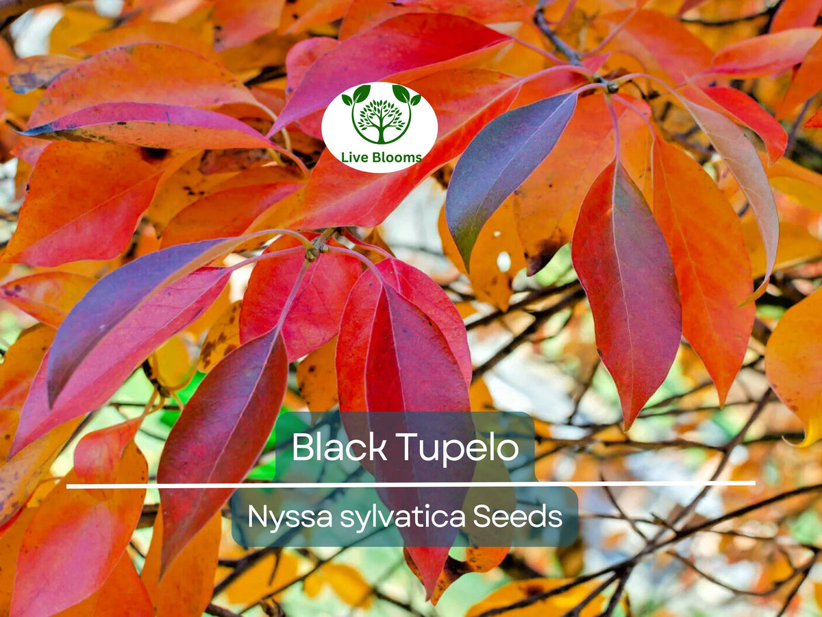10 'Wildfire' Black Tupelo Tree Seeds Nyssa sylvatica Edible Fruits Fall Colors Hardy Landscaping