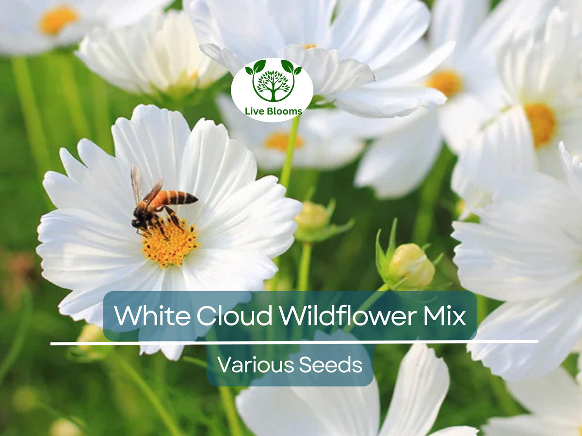 White Cloud 9 Wildflower Mix – Heirloom Non-GMO All-White Bloom Blend for Moon Gardens, Memorials, Pollinators