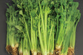Celery Seeds 2500 Tall Utah 52/70 Heirloom Apium graveolens var. dulce for Fresh Eating, Soups, Juicing