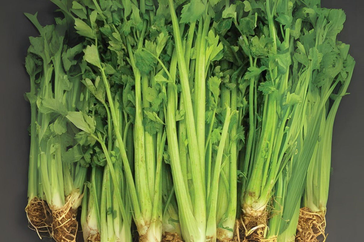 Celery Seeds 2500 Tall Utah 52/70 Heirloom Apium graveolens var. dulce for Fresh Eating, Soups, Juicing