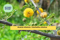 Acacia nilotica Seeds – 5 Gum Arabic Tree Seeds, Drought-Tolerant, Thorny Acacia, Ornamental Bonsai, Dry Climate Landscaping
