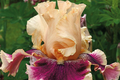 Skirting the Issue Iris Plant Quart Pot - Apricot & Hot Pink Flowers, Tall Perennial, Iris germanica, Hardy Zones 3-10