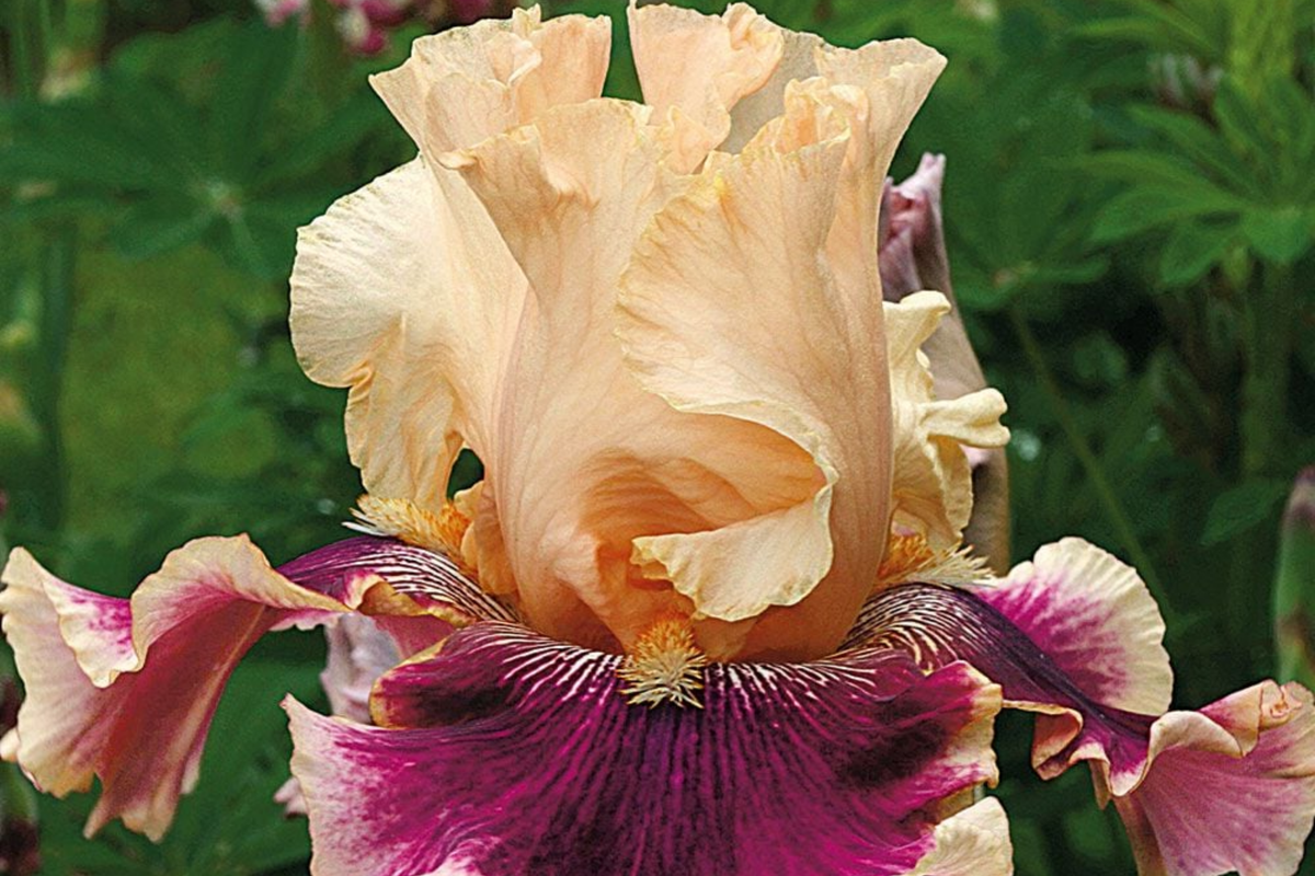 Skirting the Issue Iris Plant Quart Pot - Apricot & Hot Pink Flowers, Tall Perennial, Iris germanica, Hardy Zones 3-10