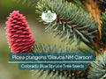 50 Seeds Picea pungens 'Glauca NM Carson' Colorado Blue Spruce Ornamental Evergreen Tree for Landscaping