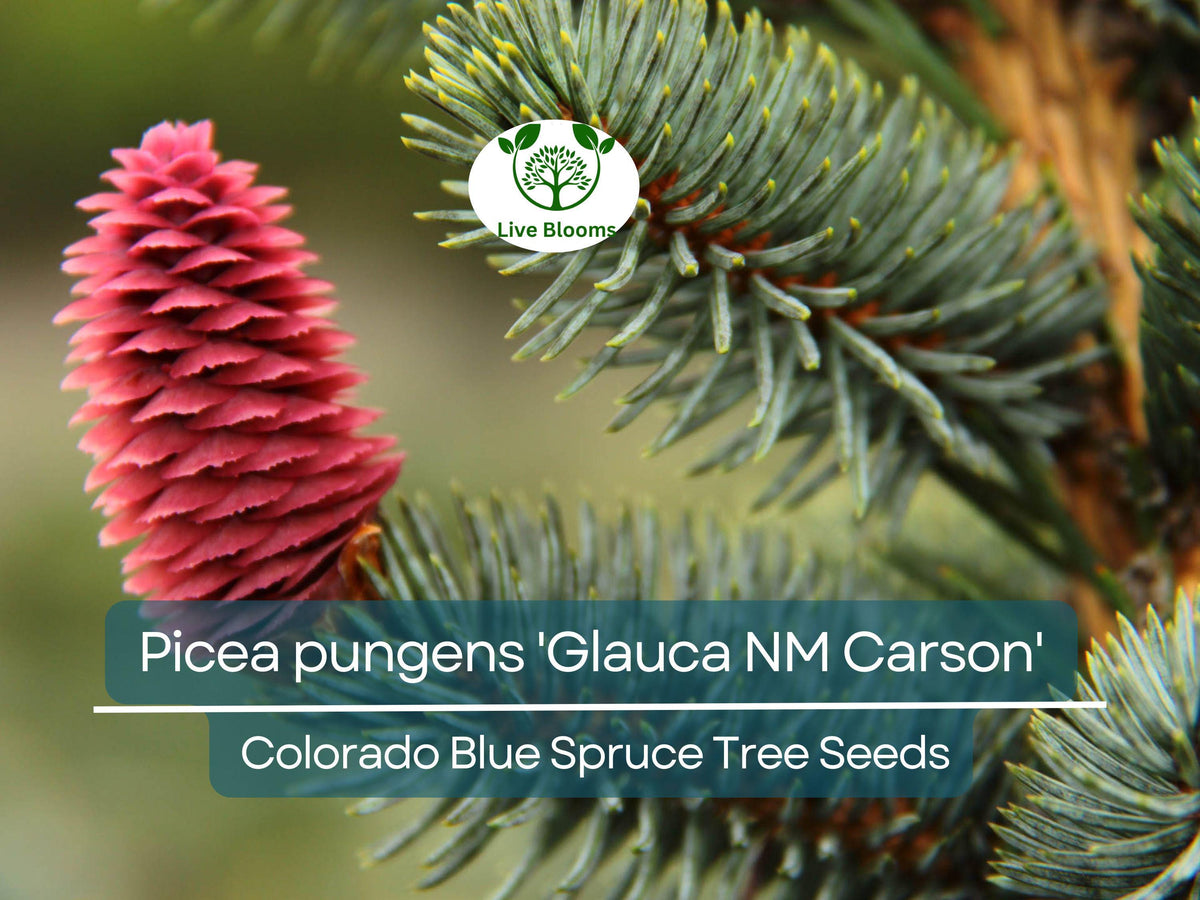 50 Seeds Picea pungens 'Glauca NM Carson' Colorado Blue Spruce Ornamental Evergreen Tree for Landscaping