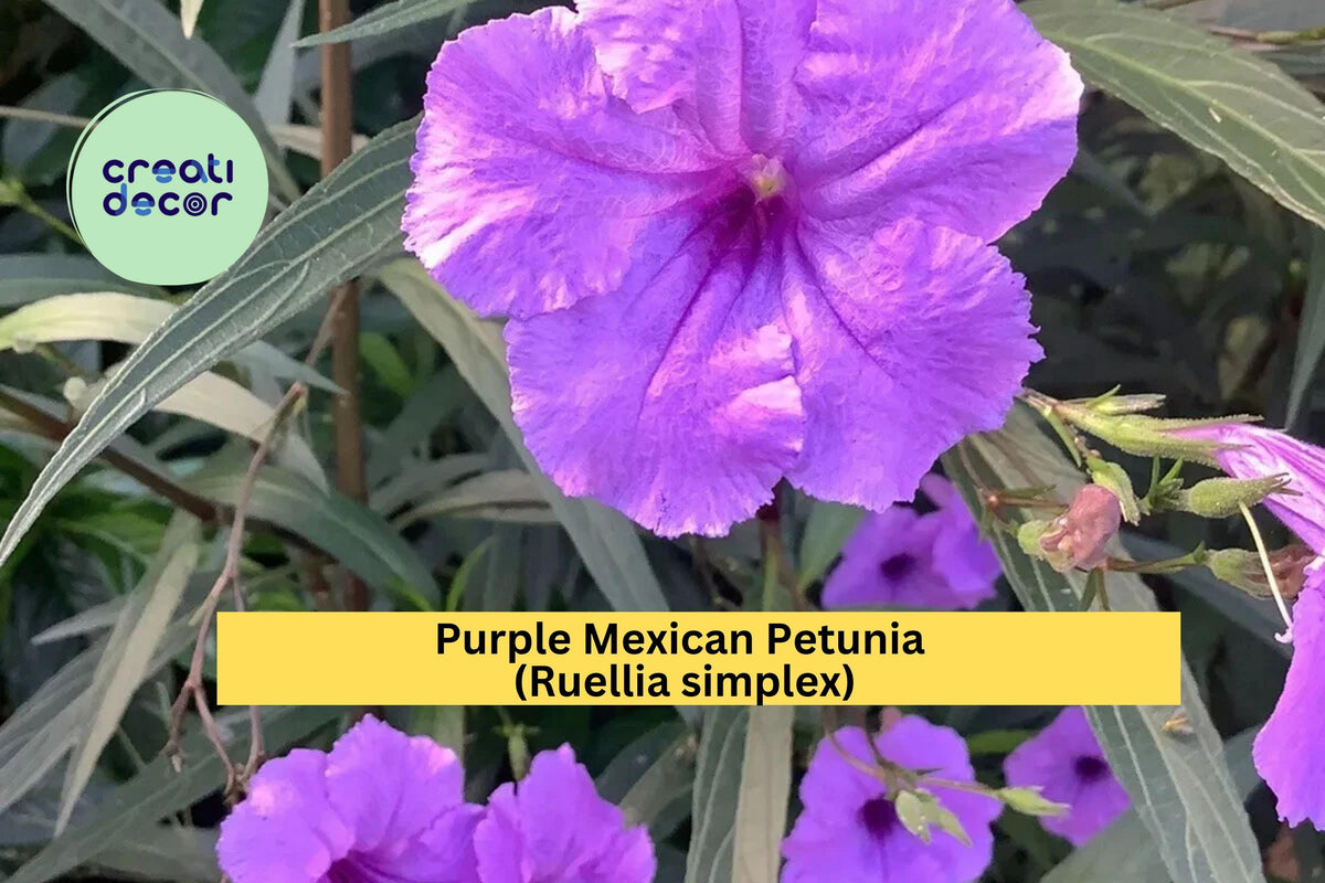 Purple Mexican Petunia Plants Set of 5 | Ruellia simplex Perennials for Garden Borders & Pollinator Gardens