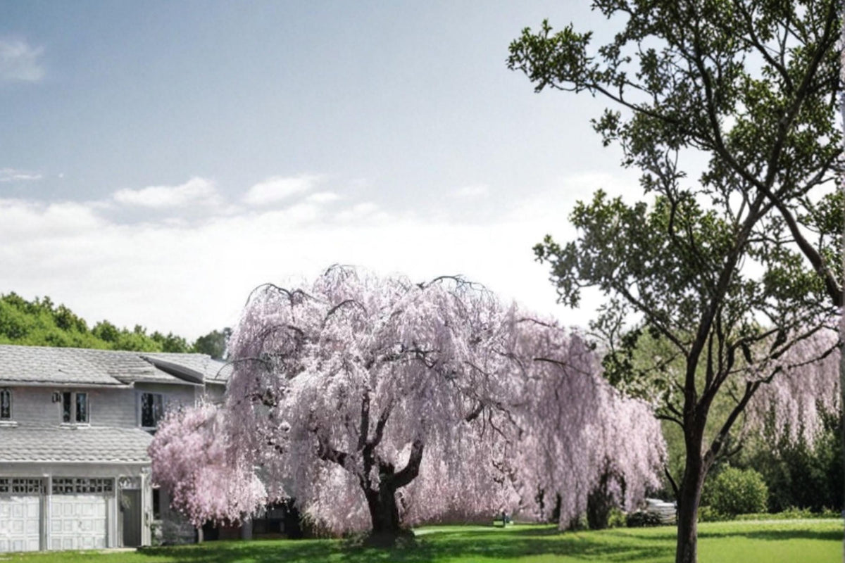 Weeping Yoshino Cherry Tree Live Plant - 2ft Tall Prunus × yedoensis Ornamental Flowering Tree