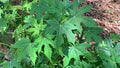 Organic Chaya Manya Spinach Cuttings – Tree & Mexican Spinach, Unrooted Cnidoscolus aconitifolius, Nutritious Leaf Plant