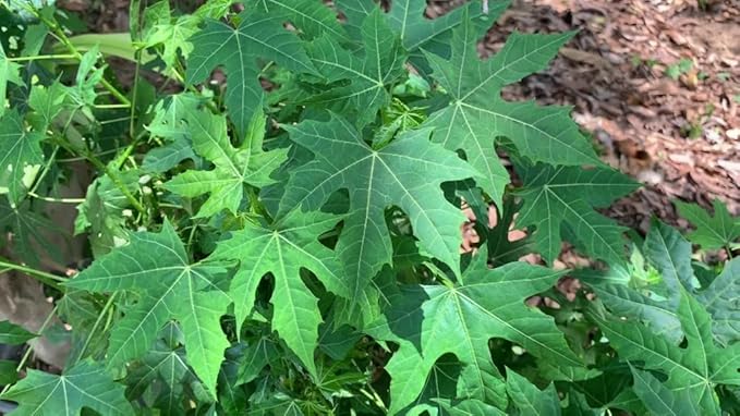 Organic Chaya Manya Spinach Cuttings – Tree & Mexican Spinach, Unrooted Cnidoscolus aconitifolius, Nutritious Leaf Plant