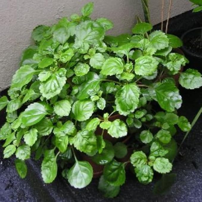 Plectranthus Swedish Ivy House Plant - Assorted Rooted Trailing Indoor Plant, Easy Care, Live Bareroot Foliage