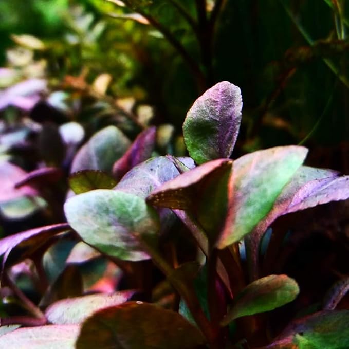 Dwarf Lobelia Plant | Live Freshwater Aquarium Plant | Bareroot | Easy Foreground Aquascape Plant | Lobelia cardinalis