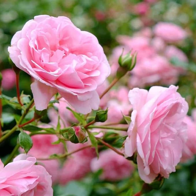 Super Rare Pretty N Pink Rose Cuttings – Unrooted Propagation Material for Grafting Rosa spp.