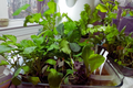 Non-GMO Vegetable and Herb Seeds for Hydroponic & Soil Growing - Heirloom Variety, Pack of Seeds
