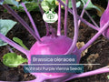 Kohlrabi Seeds Purple Vienna Organic Non-GMO Heirloom Vegetable for Salads & Cooking, Brassica oleracea, 150 Seeds