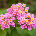 Lantana ‘Wagon Wheel Pink’ Live Flowering Plant, Small Bareroot Starter, Butterfly & Pollinator Attractant, Outdoor or Indoor