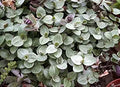 10 Unrooted Cuttings Dwarf Bolivian Wandering Jew | Callisia repens Mini Trailing Plant