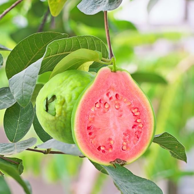 Pink Guava Plant – Live Starter Tree with Pink Flesh Fruit, Psidium guajava, Self-Fertile, Fast Growing Tropical Fruit Tree