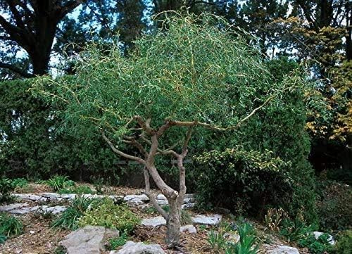 8 Kelli's Curly Corkscrew Willow Cuttings | Live Ornamental Willow Tree Cuttings