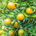 Rooted Calamansi Plant 2”-3” | Calamondin Citrus × microcarpa | Bare Root Citrus Tree for Garden