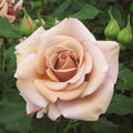 Super Rare Koko Loka Rose Cuttings (3) – Taupe-Lavender Wedding Rose Rosa ‘Koko Loco’ for Rooting & Grafting