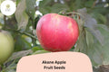 25+ Akane Apple Seeds - Heirloom Malus domestica for Fresh Eating, Baking & Cider, Bright Red Skin, Juicy White Flesh