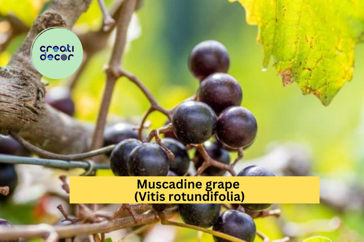 Muscadine Grape Vine Starter Plant | 4–6 Inch Rooted Vitis rotundifolia | Hardy Fruit-Bearing Climbing Vine for Gardens & Vineyards