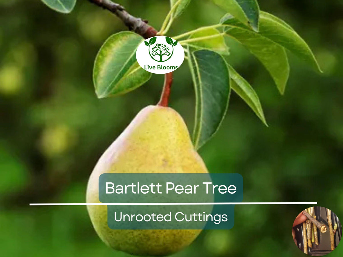 Giant Bartlett Pear Tree Cuttings – Unrooted for Grafting or Rooting, High Yield, Fruit Orchard Propagation, Pyrus communis