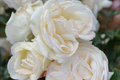 Top Cream™ Rose 1.5 Gal - Fragrant Creamy White Hybrid Tea Rose with 100+ Petals, Own Root, Disease-Resistant, Hardy Zones 5-10