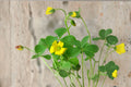 Oxalis Stricta Seeds | Yellow Wood Sorrel, Lemon Clover, Sourgrass | Edible Wildflower, Pollinator-Friendly, Container Plant