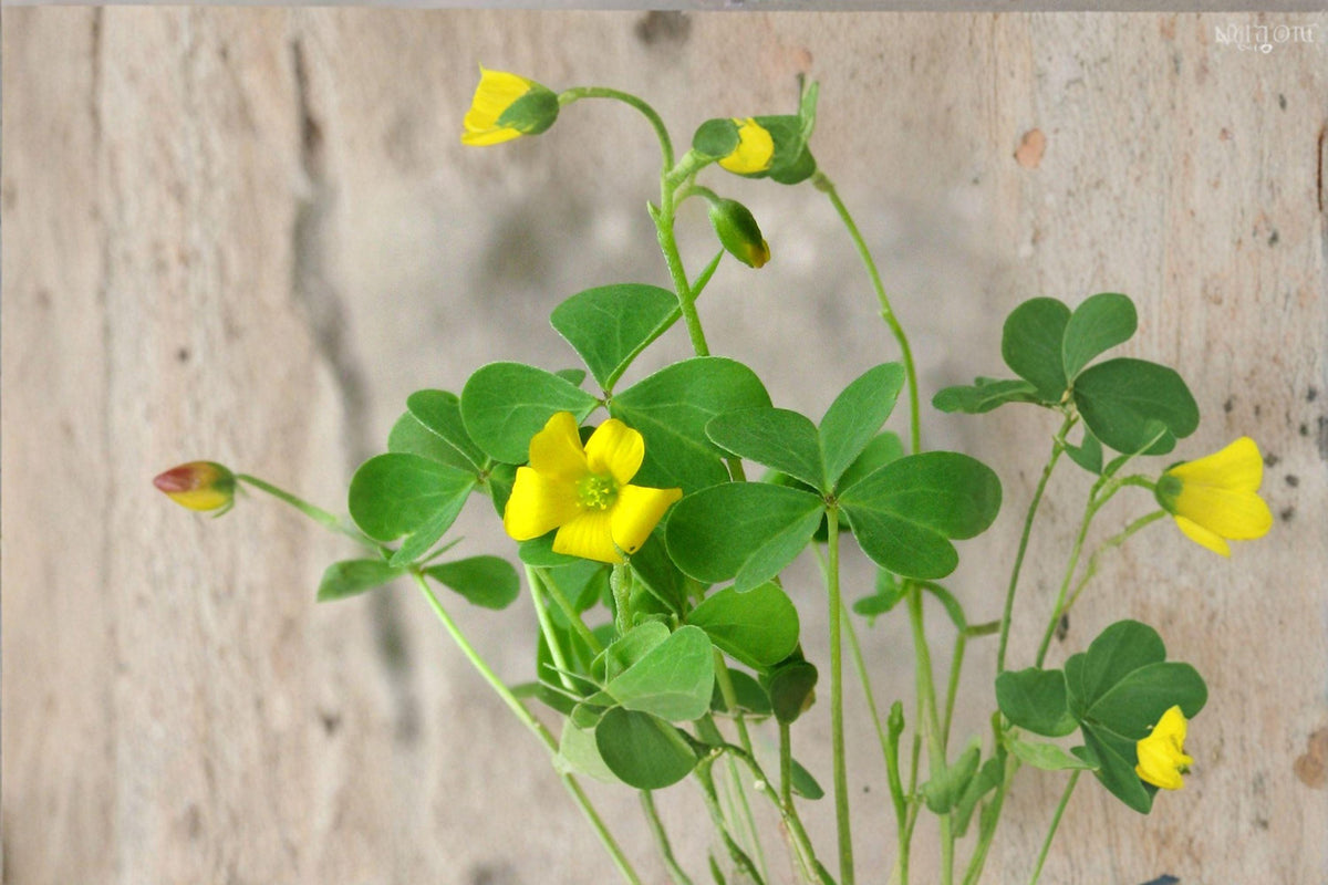 Oxalis Stricta Seeds | Yellow Wood Sorrel, Lemon Clover, Sourgrass | Edible Wildflower, Pollinator-Friendly, Container Plant