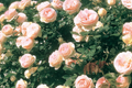 Eden Climbing Rose 1.5 Gal Pot - Fragrant Pink Blooms, Hardy Own-Root Rose, Zones 5-9, Award-Winning, Disease Resistant, Full Petals