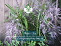 15 Palm Lily Seeds | Cordyline stricta Tropical Indoor Houseplant, Low Maintenance, Decorative Foliage, Non-GMO, Easy to Grow