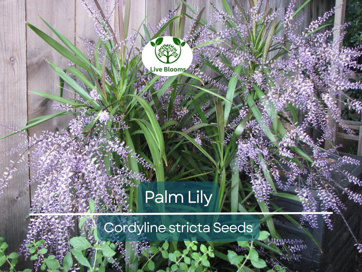 15 Palm Lily Seeds | Cordyline stricta Tropical Indoor Houseplant, Low Maintenance, Decorative Foliage, Non-GMO, Easy to Grow