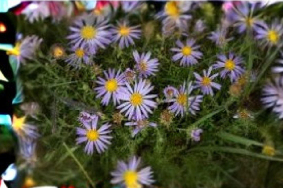 Purple Aster Seeds – 100 Pack, Drought Tolerant Wildflower, Macheranthera bigelovii, Native Plant for Gardens and Wild Spaces