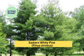 25 White Pine Seedlings | 6–10 Inch Bare Root Eastern White Pine Trees for Landscaping, Reforestation & Windbreaks | Pinus strobus