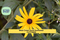 Set of 8 Unrooted West Coast Dune Sunflower Cuttings | Helianthus debilis Native Florida Beach Plant for Ground Cover & Erosion Control