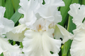 Immortality Iris Plant Quart Pot - Fragrant Reblooming White Flowers, Deer & Rabbit Resistant Perennial, Hardy Zones 3-10