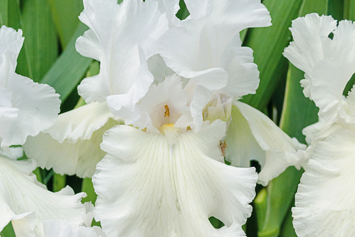Immortality Iris Plant Quart Pot - Fragrant Reblooming White Flowers, Deer & Rabbit Resistant Perennial, Hardy Zones 3-10
