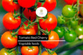 50 Tomato Seeds Red Cherry Solanum lycopersicum, Sweet Bite-Sized Fruit for Salads & Snacking