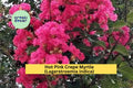 Hot Pink Crepe Myrtle Tree or Shrub | Lagerstroemia indica | Live Rooted Cuttings for Garden, Landscape, or Privacy Hedge